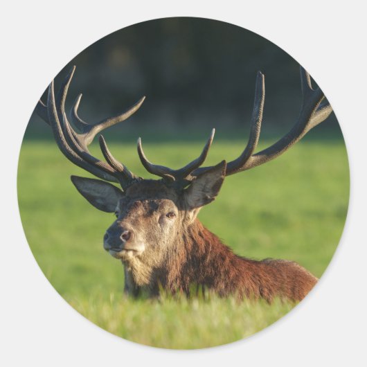 Het blijven rusten in de groene gras ronde sticker (Voorkant)