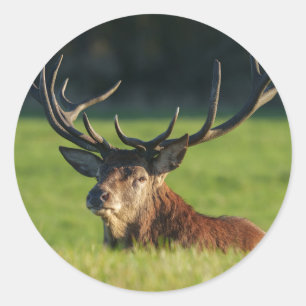 Het blijven rusten in de groene gras ronde sticker