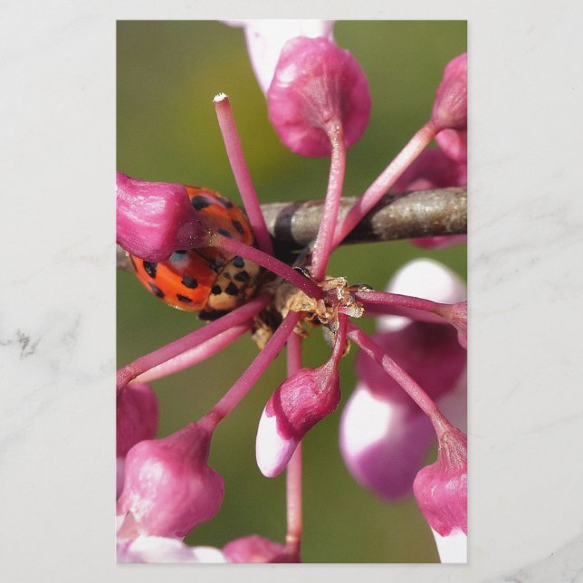 Het bloeden Redbud met Ladybug (Voorkant)