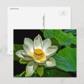 Het Bloeien van Lotus Briefkaart (Voorkant / Achterkant)
