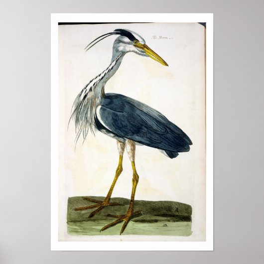 Het bord van de Heron (Ardea cinerea) uit 'The Bri Poster (Voorkant)
