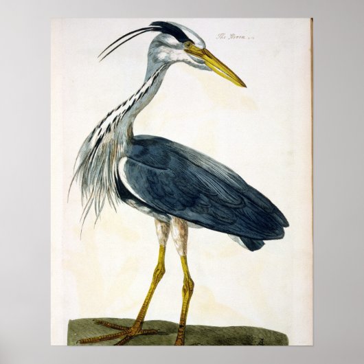 Het bord van de Heron (Ardea cinerea) uit 'The Bri Poster (Voorkant)
