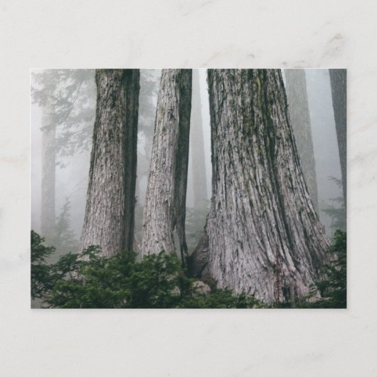 Het bos aanhalen briefkaart (Voorkant)