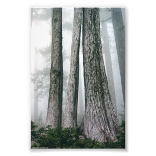Het bos aanhalen foto afdruk
