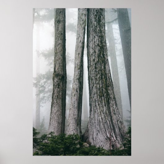 Het bos aanhalen poster (Voorkant)