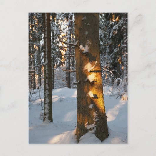 Het bos in de winter briefkaart (Voorkant)