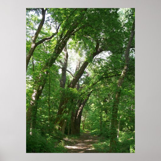 Het bos poster (Voorkant)