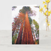 Het Bos van de Californische sequoia - Spatie Kaart (Gele Bloem)
