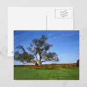 Het Bos van de Staat van Topsmead, CT Litchfield Briefkaart (Voorkant / Achterkant)