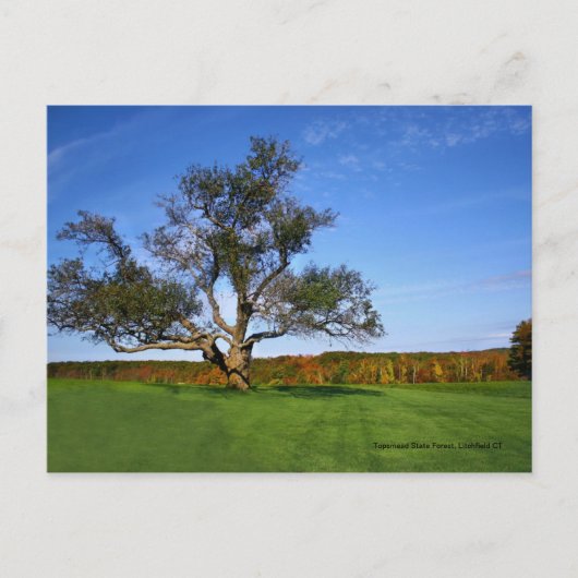 Het Bos van de Staat van Topsmead, CT Litchfield Briefkaart (Voorkant)