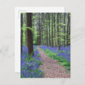 Het bos van Halle | Halle, België Briefkaart (Voorkant / Achterkant)