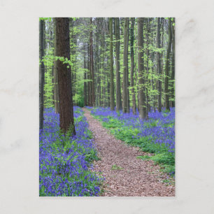 Het bos van Halle   Halle, België Briefkaart
