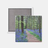 Het bos van Halle | Halle, België Magneet (Voorkant / Achterkant)