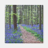 Het bos van Halle | Halle, België Magneet (Voorkant)