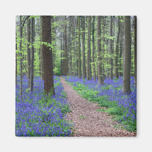 Het bos van Halle   Halle, België Magneet