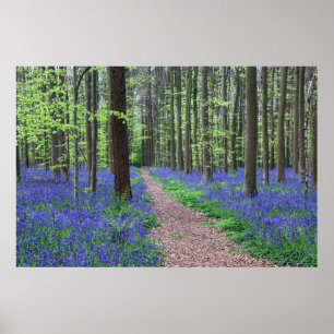 Het bos van Halle   Halle, België Poster