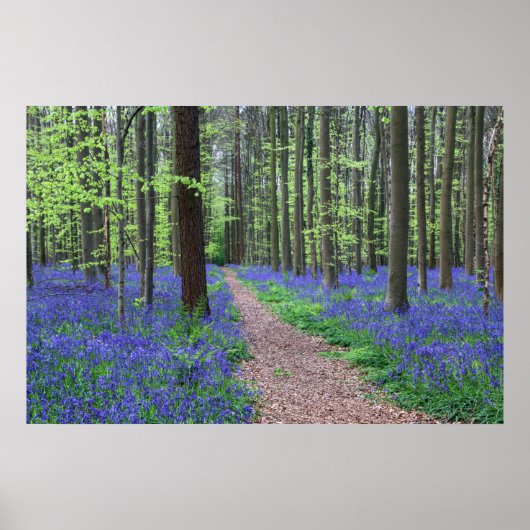 Het bos van Halle | Halle, België Poster (Voorkant)