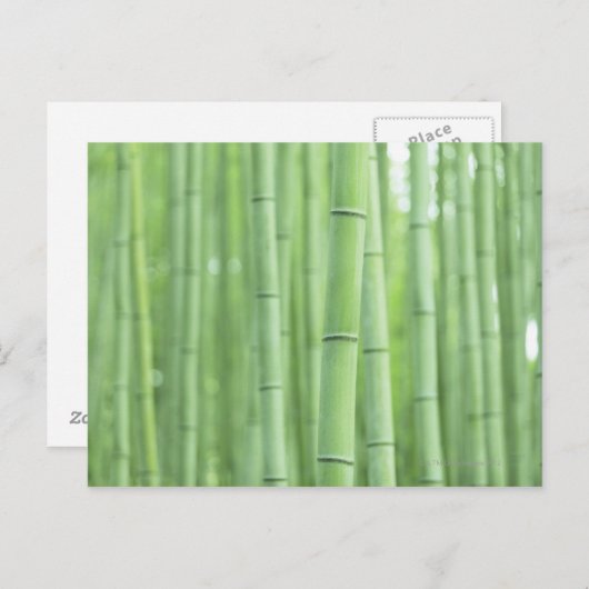 Het Bosje van het bamboe Briefkaart (Voorkant / Achterkant)