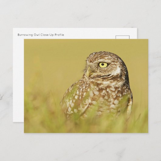 Het branden van Owl sluit het Briefkaart van het P (Voorkant / Achterkant)
