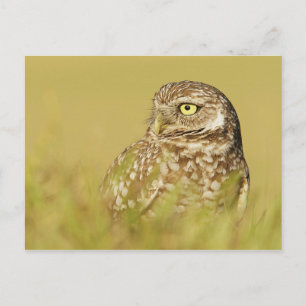 Het branden van Owl sluit het Briefkaart van het P