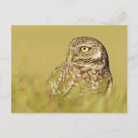 Het branden van Owl sluit het Briefkaart van het P (Voorkant)