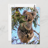 Het Briefkaart Australië van de koala (Voorkant / Achterkant)