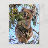 Het Briefkaart Australië van de koala (Voorkant)