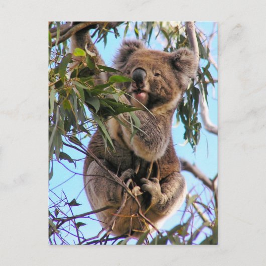 Het Briefkaart Australië van de koala (Voorkant)
