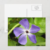 Het Briefkaart Greater Periwinkle (Voorkant / Achterkant)