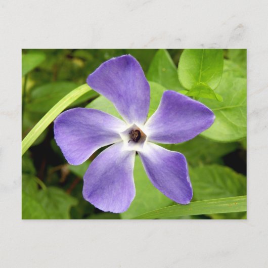 Het Briefkaart Greater Periwinkle (Voorkant)