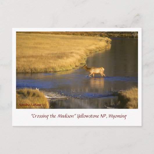 Het Briefkaart Madison Postcrossing oversteken (Voorkant)