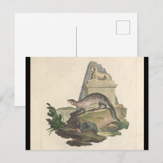 Het Briefkaart Mongoose en Egyptisch Sphinx (Voorkant / Achterkant)