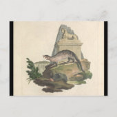 Het Briefkaart Mongoose en Egyptisch Sphinx (Voorkant)