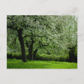 Het Briefkaart Orchard (Voorkant)