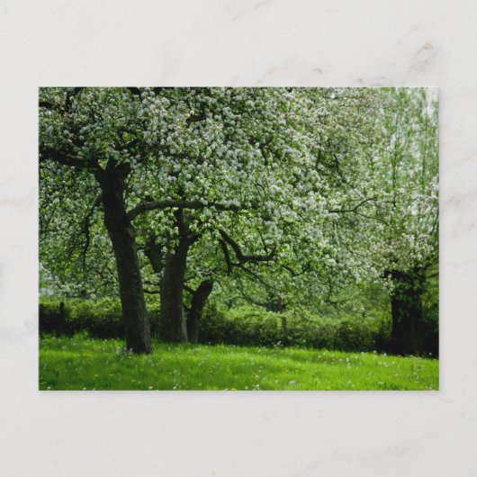 Het Briefkaart Orchard (Voorkant)