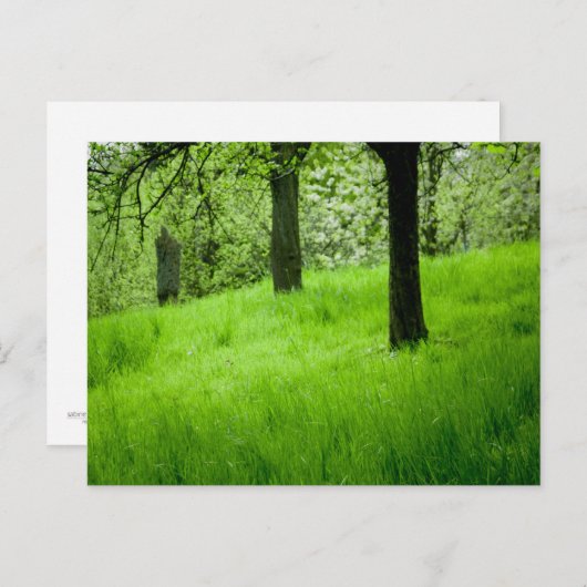 Het Briefkaart Orchard (Voorkant / Achterkant)