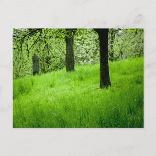 Het Briefkaart Orchard (Voorkant)