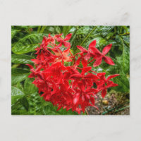 het Briefkaart Pentas