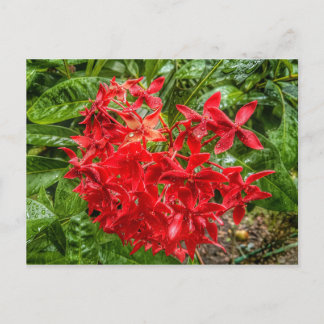 het Briefkaart Pentas