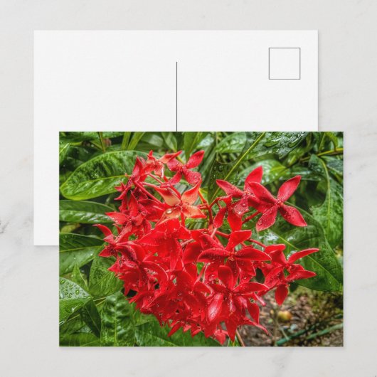 het Briefkaart Pentas (Voorkant / Achterkant)