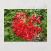 het Briefkaart Pentas (Voorkant)