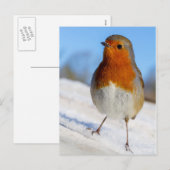 Het briefkaart Robin bevond zich op sneeuwKerstmis (Voorkant / Achterkant)