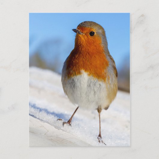 Het briefkaart Robin bevond zich op sneeuwKerstmis (Voorkant)