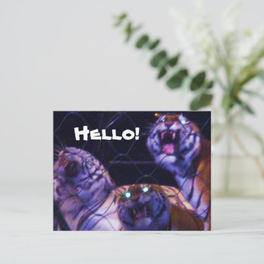 HET briefkaart TIGERS (Staand voorkant)