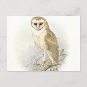 Het  Briefkaart van Barn Owl