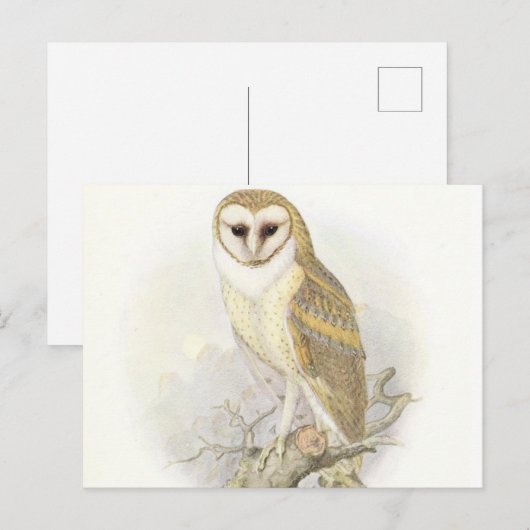 Het  Briefkaart van Barn Owl (Voorkant / Achterkant)