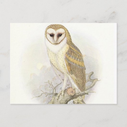 Het  Briefkaart van Barn Owl (Voorkant)