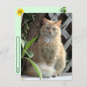 Het Briefkaart van Beauty the Stray Cat