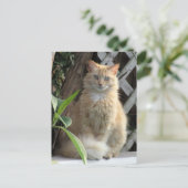 Het Briefkaart van Beauty the Stray Cat (Staand voorkant)