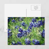 Het briefkaart van Bluebonnet (Voorkant / Achterkant)